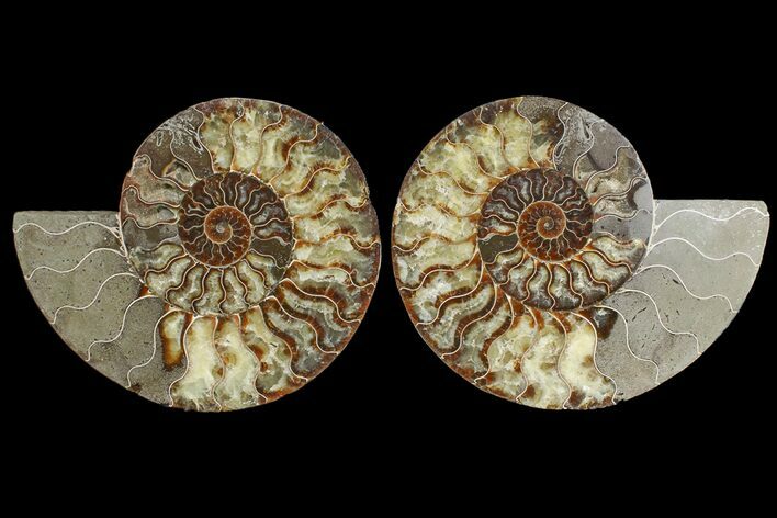 Cut & Polished Ammonite Fossil - Agate Replaced #165977
